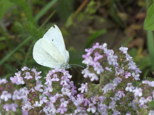 Pieris rapae